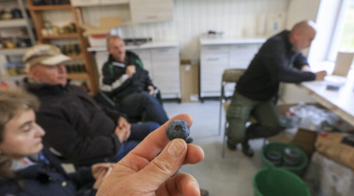 Nowe polskie odmiany borówki i haskapu? Tak, i to już niebawem!