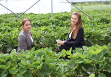 Trochę inaczej o uprawie truskawek