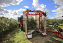 Zbiór borówki kombajnem Karen