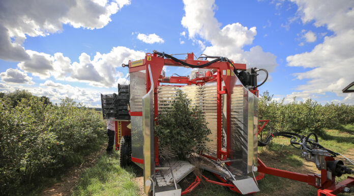 Zbiór borówki kombajnem Karen