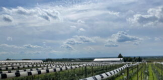 Jak przygotować borówki do spoczynku zimowego pod osłonami. Ważne również dla plantacji polowych!