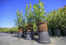 Sadzonki borówki dobrze dopasowane do plantacji