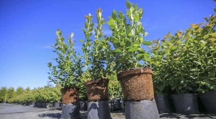 Sadzonki borówki dobrze dopasowane do plantacji