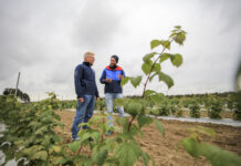 Maliny w technologii kombajnowego zbioru