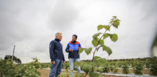 Maliny w technologii kombajnowego zbioru