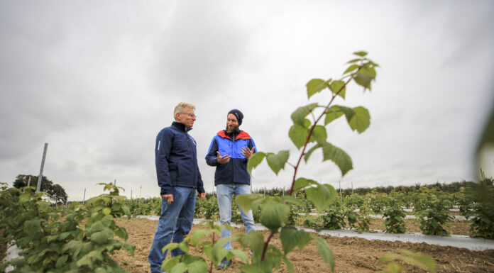 Maliny w technologii kombajnowego zbioru