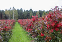 Borówka w 2022 roku. Towaru mniej a ceny niższe, cz. I