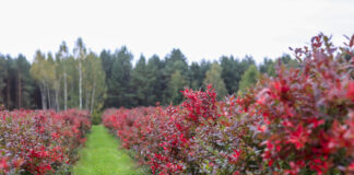 Borówka w 2022 roku. Towaru mniej a ceny niższe, cz. I