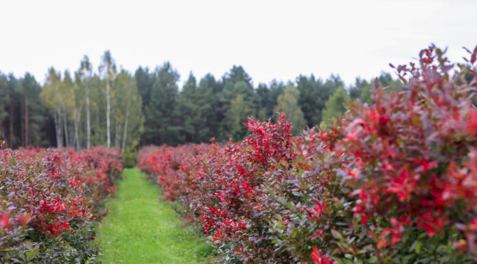 Borówka w 2022 roku. Towaru mniej a ceny niższe, cz. I
