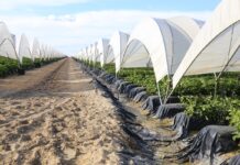 Rośnie areał upraw jagodowych w Hiszpanii