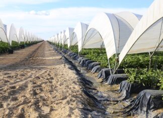 Rośnie areał upraw jagodowych w Hiszpanii