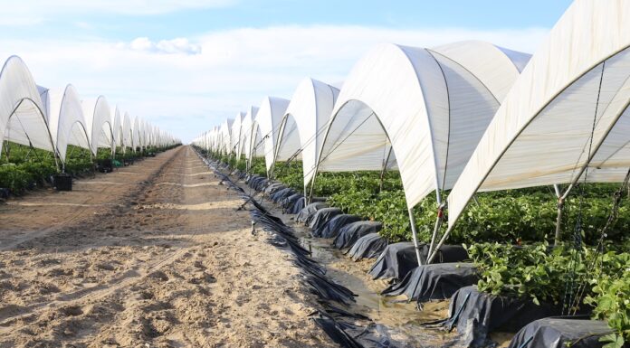 Hiszpanie muszą ograniczyć ilość wody do nawadniania plantacji