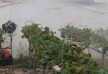 Zamgławianie truskawek pod osłonami – co trzeba wiedzieć, praktyczne informacje z gospodarstwa