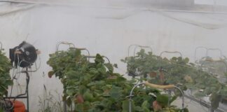 Zamgławianie truskawek pod osłonami – co trzeba wiedzieć, praktyczne informacje z gospodarstwa