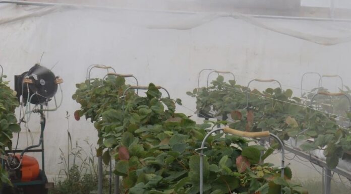 Zamgławianie truskawek pod osłonami – co trzeba wiedzieć, praktyczne informacje z gospodarstwa