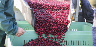 Żurawina wielkoowocowa – owoc poszukiwany w tym sezonie