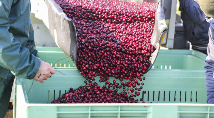 Żurawina wielkoowocowa – owoc poszukiwany w tym sezonie