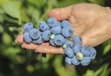 Borówka w 2022 roku. Czeka nas okres bessy, cz. II