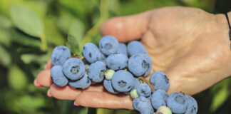 Borówka w 2022 roku. Czeka nas okres bessy, cz. II