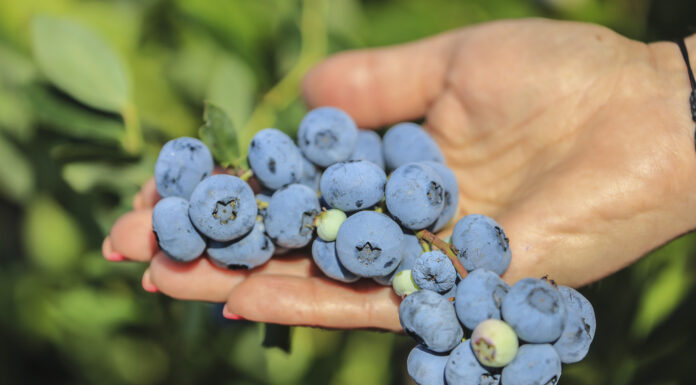 Borówka w 2022 roku. Czeka nas okres bessy, cz. II