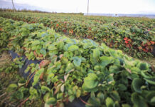 Uprawa truskawek w polu. Podsumowanie 2022 roku w projekcie Truskawkowe Inspiracje