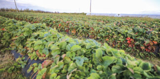 Uprawa truskawek w polu. Podsumowanie 2022 roku w projekcie Truskawkowe Inspiracje