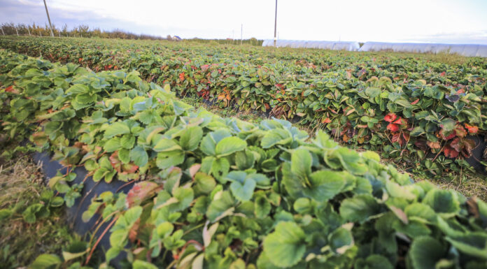 Uprawa truskawek w polu. Podsumowanie 2022 roku w projekcie Truskawkowe Inspiracje