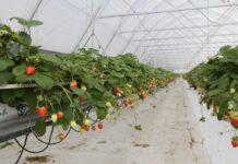 Tunele z automatycznym sterowaniem klimatu – nowe inwestycje w firmie Amplus