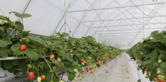 Tunele z automatycznym sterowaniem klimatu – nowe inwestycje w firmie Amplus