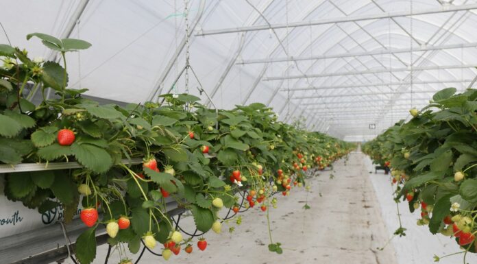 Tunele z automatycznym sterowaniem klimatu – nowe inwestycje w firmie Amplus