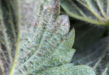 Zniknie skuteczny akarycyd do zwalczania przędziorków w truskawce. Jest jedno ale …