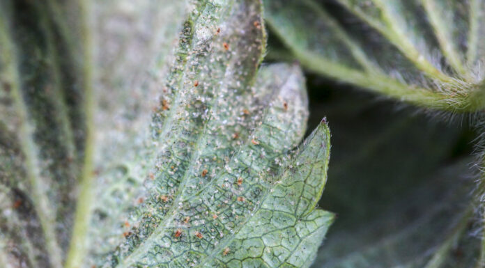 Zniknie skuteczny akarycyd do zwalczania przędziorków w truskawce. Jest jedno ale …