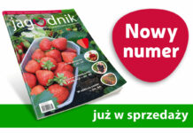 Jagodnik 1/2023 już w sprzedaży
