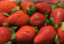 Traw sezon na egipskie truskawki