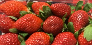 Traw sezon na egipskie truskawki