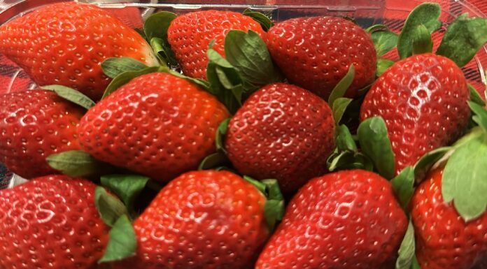 Traw sezon na egipskie truskawki