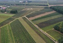 Przybywa plantacji krzewów jagodowych – wyniki Powszechnego Spisu Rolnego