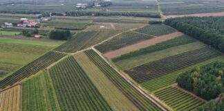 Przybywa plantacji krzewów jagodowych – wyniki Powszechnego Spisu Rolnego