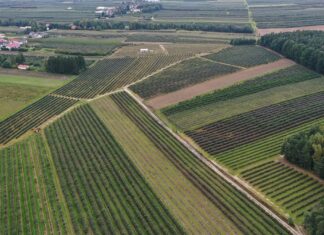 Przybywa plantacji krzewów jagodowych – wyniki Powszechnego Spisu Rolnego