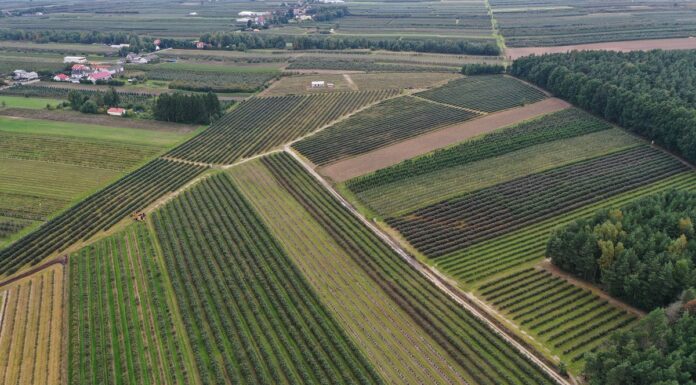 Przybywa plantacji krzewów jagodowych – wyniki Powszechnego Spisu Rolnego