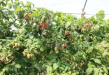 Maroko ma problemy ze sprzedażą malin w Europie