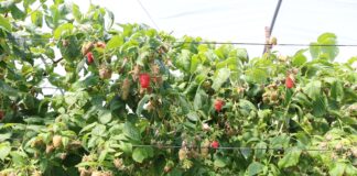 Maroko ma problemy ze sprzedażą malin w Europie