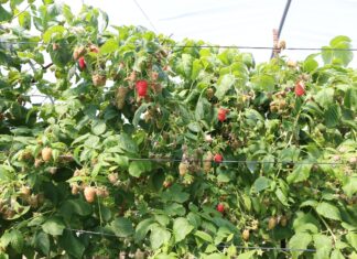 Maroko ma problemy ze sprzedażą malin w Europie