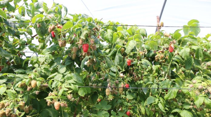 Maroko ma problemy ze sprzedażą malin w Europie