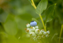 Co zrobić by umocnić rynek borówki w Polsce? Czy potrzebna jest Niebieska Rewolucja?