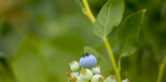 Co zrobić by umocnić rynek borówki w Polsce? Czy potrzebna jest Niebieska Rewolucja?