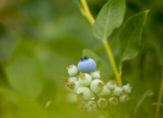 Co zrobić by umocnić rynek borówki w Polsce? Czy potrzebna jest Niebieska Rewolucja?
