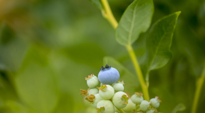 Co zrobić by umocnić rynek borówki w Polsce? Czy potrzebna jest Niebieska Rewolucja?