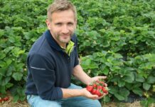 Nowe odmiany truskawek z oferty Fresh Forward