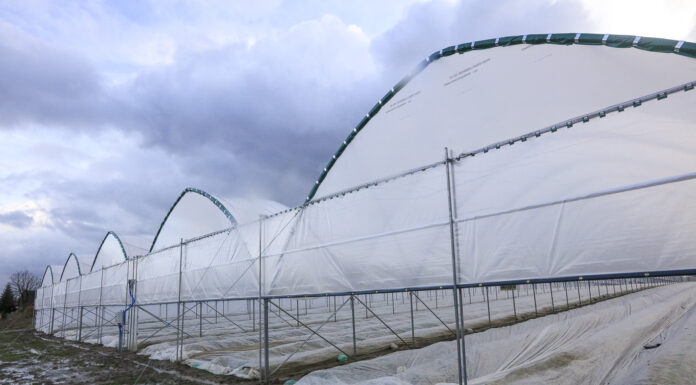 Jak się mają truskawki w tunelach?